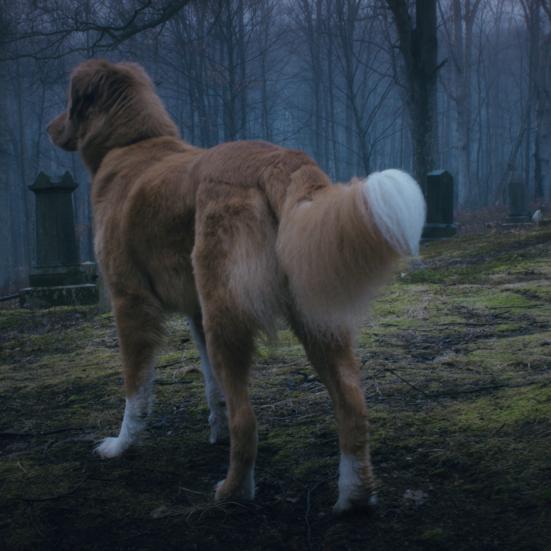 hund står på en kirkegård og ser noget mistænksomt