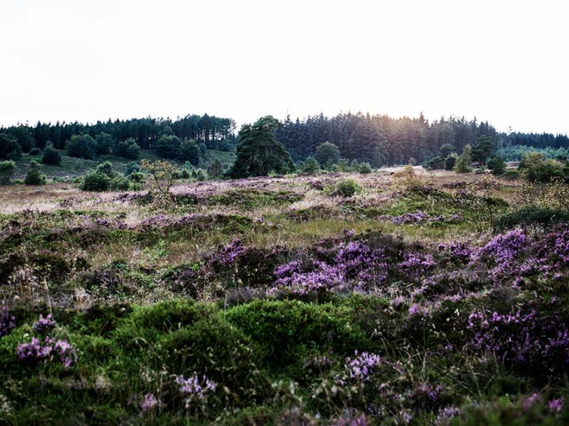 Vandreture og -ruter i Billund Kommune