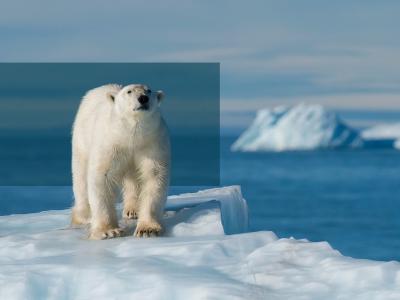 En isbjørn retter blikket mod kameraet. 