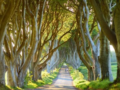 Lang allé af bøgetræer langs en vej med grønt løv og lys i horisonten.