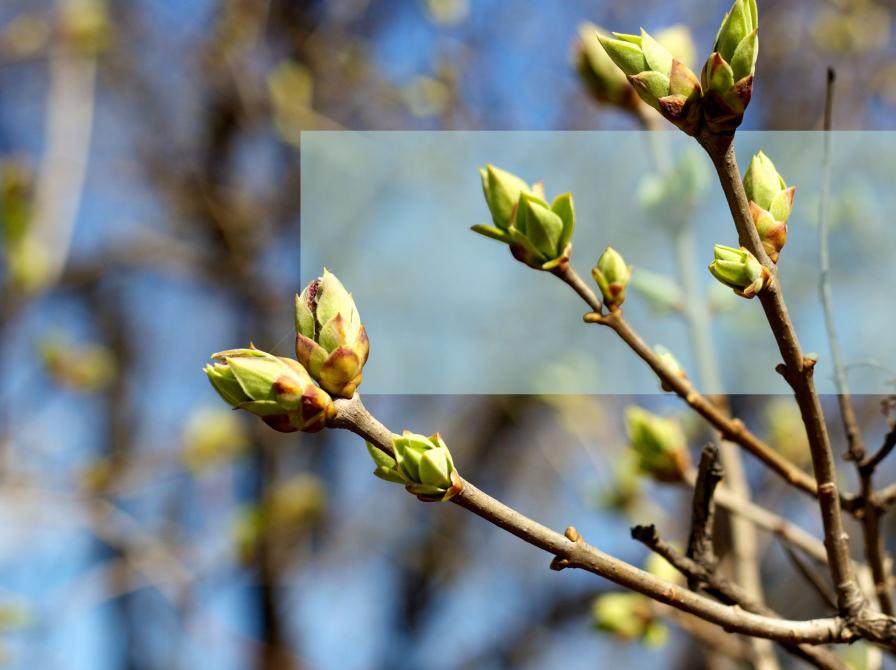 Forårsknopper på en gren med himmel og træer uskarpt i baggrunden.